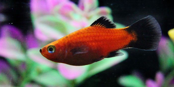 platies-best-freshwater-aquarium-fish-for-beginners-easy-fish-for-fish-tanks-aquaticmag-3211553