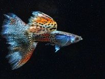poecilia-reticulata-fancy-guppy-information-and-wiki-fancy-tail-guppy-for-sale-and-where-to-buy-aquaticmag-6-205x155-9344737