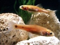 rosy-red-minnow-information-rosy-red-minnow-for-sale-and-where-to-buy-aquaticmag-1-205x155-2256649