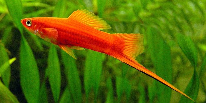 swordtails-best-freshwater-aquarium-fish-for-beginners-easy-fish-for-fish-tanks-aquaticmag-9516627