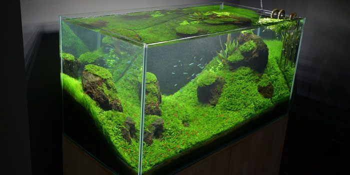 rimless-aquarium-tank-benefits-aquaticmag-1663091