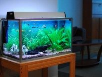 tips-on-getting-aquarium-cheap-for-beginners-aquaticmag-205x155-5475121