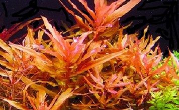 ammania-gracilis-aquatic-plant-for-sale-and-where-to-buy-aquaticmag-356x220-6942842