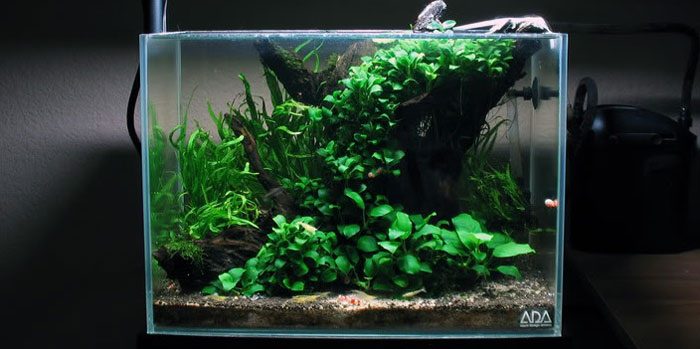 anubias-best-aquascaping-aquarium-plant-to-use-aquaticmag-1211484