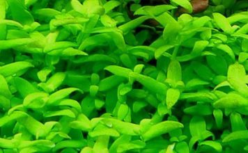 bacopa-sp-japan-for-sale-and-where-to-buy-aquaticmag-356x220-7870275
