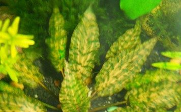 cryptocoryne-nurii-pahang-mutated-crypt-background-plant-for-sale-and-where-to-buy-aquaticmag-356x220-5975897