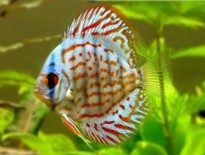 discus-fish-information-and-wiki-discus-fish-for-sale-and-where-to-buy-aquaticmag-205x155-7253865