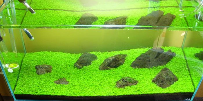 dwarf-baby-tears-best-aquascaping-aquarium-plant-to-use-aquaticmag-4156090