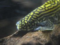 hillstream-loach-beaufortia-kweichowensis-information-hillstream-loach-for-sale-and-where-to-buy-aquaticmag-1-205x155-2294192