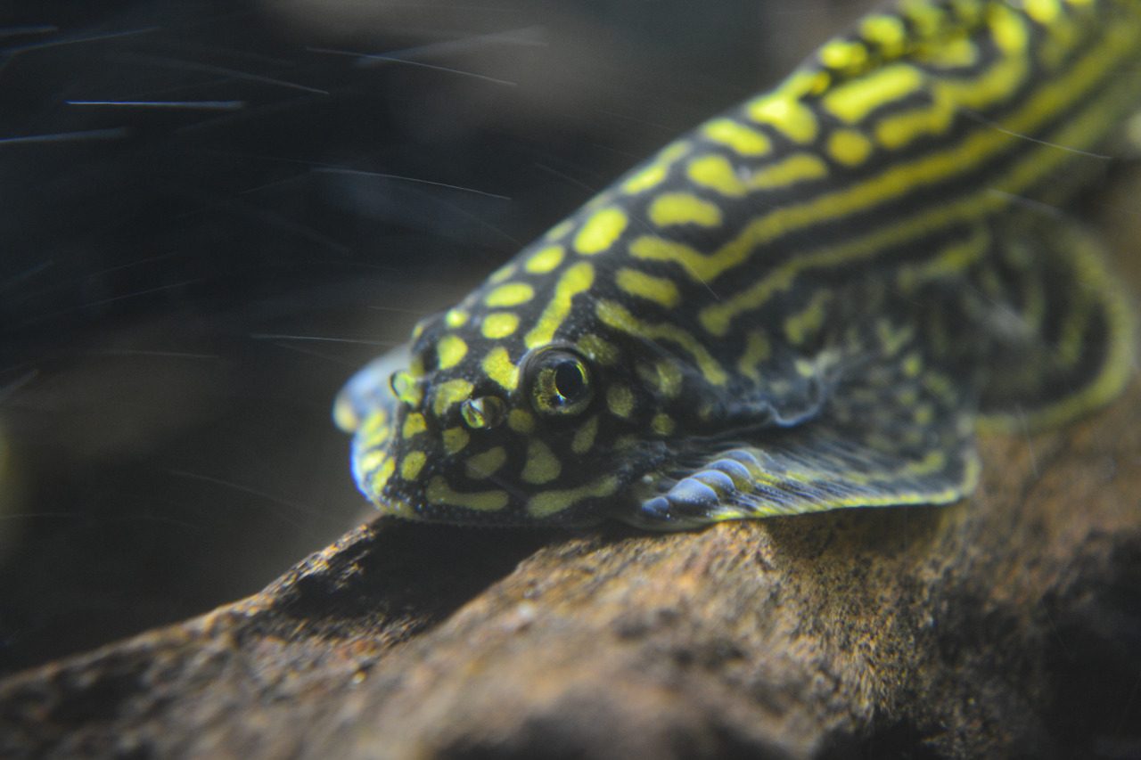 hillstream-loach-beaufortia-kweichowensis-information-hillstream-loach-for-sale-and-where-to-buy-aquaticmag-1-5559012