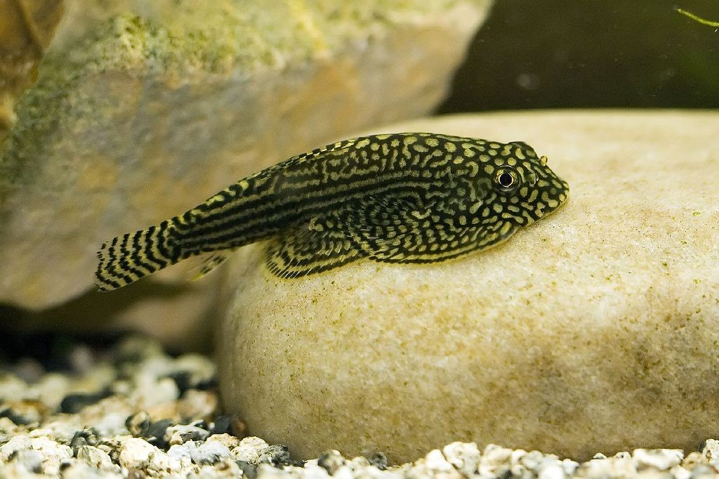 hillstream-loach-beaufortia-kweichowensis-information-hillstream-loach-for-sale-and-where-to-buy-aquaticmag-4-4708328