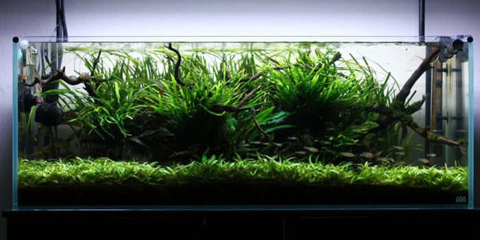 needle-java-fern-best-aquascaping-aquarium-plant-to-use-aquaticmag-6766819