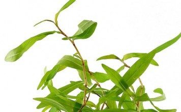 persicaria-sp-kawagoeanum-aquatic-plant-for-sale-and-where-to-buy-aquaticmag-356x220-9471448