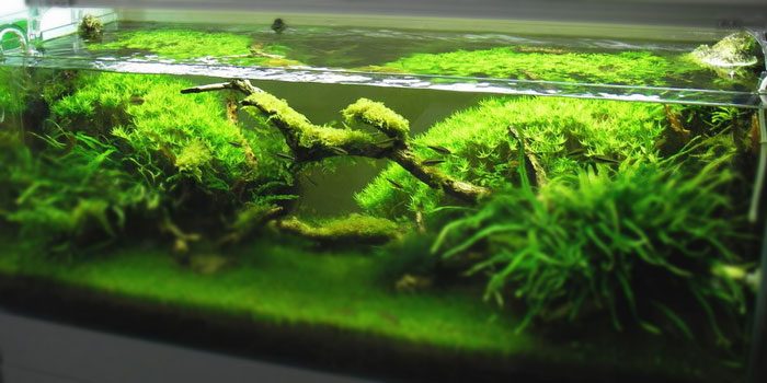 rotala-green-best-aquascaping-aquarium-plant-to-use-aquaticmag-3353004