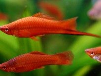 swordtail-fish-information-xiphonphorus-helleri-swordtail-fish-for-sale-and-where-to-buy-aquaticmag-2-205x155-3857382