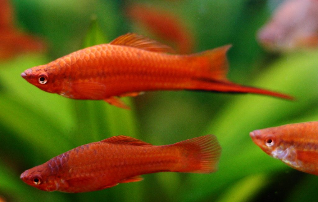 swordtail-fish-information-xiphonphorus-helleri-swordtail-fish-for-sale-and-where-to-buy-aquaticmag-2-2424883