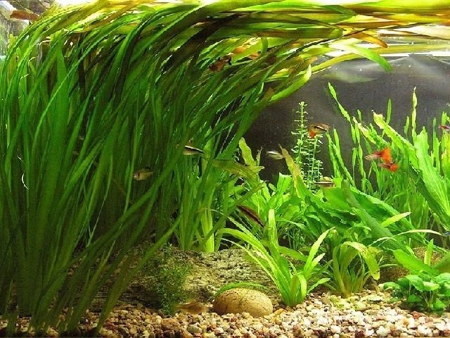 vallisneria-caresheet-information-aquarium-plants-vallisneria-for-sale-and-where-to-buy-aquaticmag-4-3076242