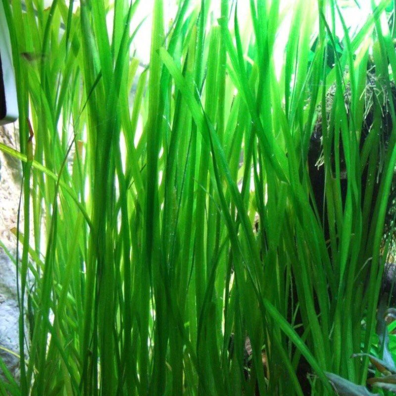 vallisneria-caresheet-information-aquarium-plants-vallisneria-for-sale-and-where-to-buy-aquaticmag-6-6485723