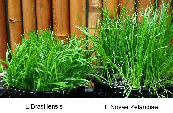 lilaeopsis-brasiliensis-caresheet-l-brasiliensis-information-for-sale-and-where-to-buy-aquaticmag-3-5664527
