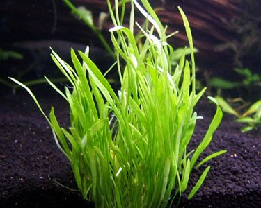 lilaeopsis-brasiliensis-caresheet-l-brasiliensis-information-for-sale-and-where-to-buy-aquaticmag-6-2310495