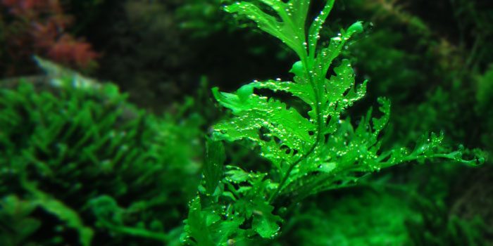 african-water-fern-bolbitis-heudelotii-low-tech-aquarium-plants-low-tech-planted-tank-low-maintenance-plants-aquaticmag-2992351