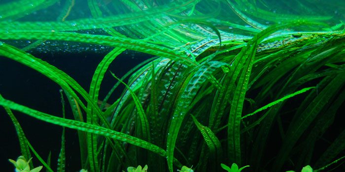 cryptocoryne-balansae-low-tech-aquarium-plants-low-tech-planted-tank-low-maintenance-plants-aquaticmag-2585309