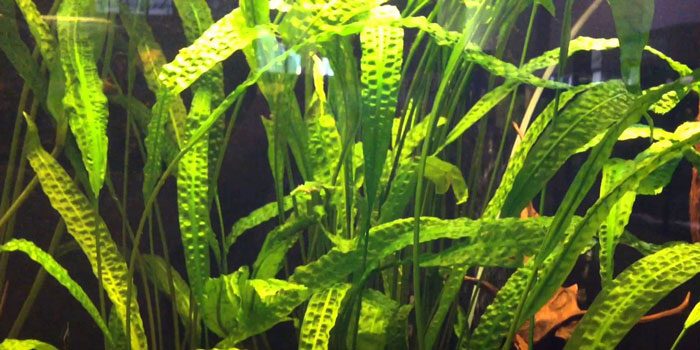 cryptocoryne-aponogetifolia-low-tech-aquarium-plants-low-tech-planted-tank-low-maintenance-plants-aquaticmag-6756244