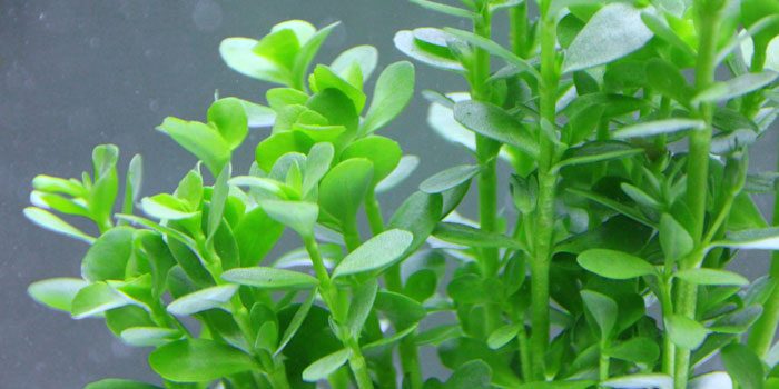 moneywort-water-hyssop-bocapa-monnieri-low-tech-aquarium-plants-low-tech-planted-tank-low-maintenance-plants-aquaticmag-3721859