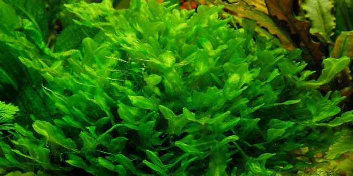 monosolenium-tenerum-pellia-low-tech-aquarium-plants-low-tech-planted-tank-low-maintenance-plants-aquaticmag-9170453