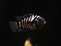 convict-cichlid-zebra-cichlid-information-and-wiki-convict-cichlid-for-sale-and-where-to-buy-aquaticmag-1-205x155-5746699