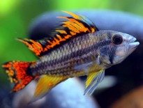 double-full-red-cockatoo-cichlid-cristed-dwarf-cichlid-cockatoo-dwarf-cichlid-big-mouth-apistogramma-information-apistogramma-cacatuoides-for-sale-and-where-to-buy-aquaticmag-1-205x155-1193290