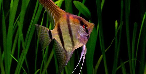 freshwater-angelfish-pterophyllum-scalare-information-freshwater-zebra-striped-angelfish-for-sale-and-where-to-buy-aquaticmag-4-4945018