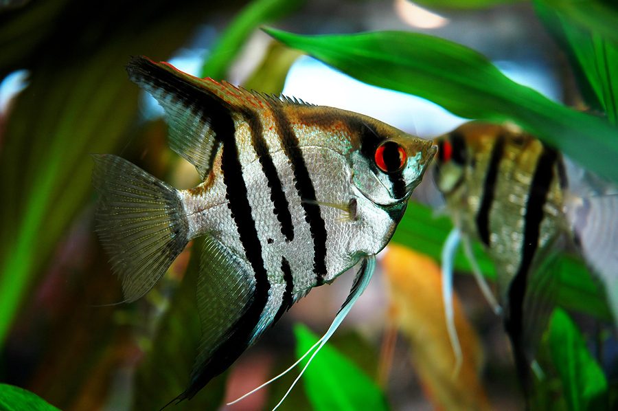 freshwater-angelfish-pterophyllum-scalare-information-freshwater-zebra-striped-angelfish-for-sale-and-where-to-buy-aquaticmag-5-1962441