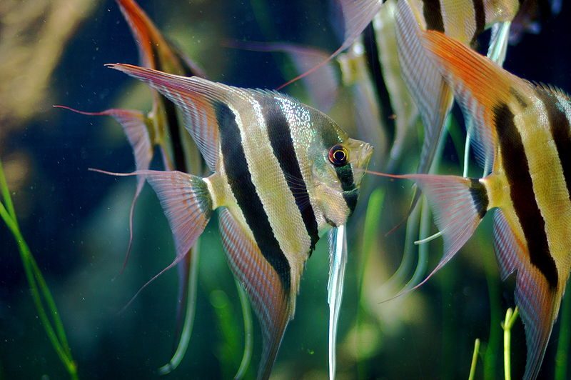 freshwater-angelfish-pterophyllum-scalare-information-freshwater-zebra-striped-angelfish-for-sale-and-where-to-buy-aquaticmag-6-7797041