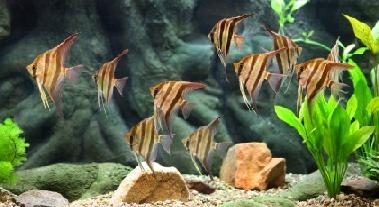 freshwater-angelfish-pterophyllum-scalare-information-freshwater-zebra-striped-angelfish-for-sale-and-where-to-buy-aquaticmag-7-5888973