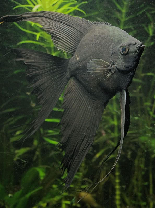 freshwater-angelfish-pterophyllum-scalare-information-freshwater-angelfish-for-sale-and-where-to-buy-aquaticmag-2-2785437