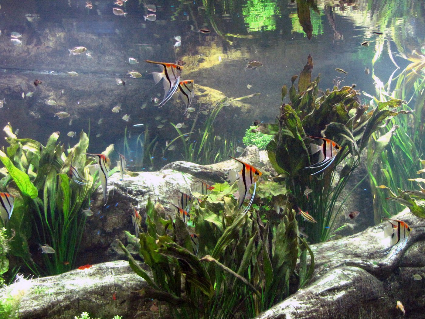 freshwater-angelfish-pterophyllum-scalare-information-freshwater-angelfish-for-sale-and-where-to-buy-aquaticmag-5-1690019