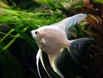 freshwater-angelfish-pterophyllum-scalare-information-freshwater-angelfish-for-sale-and-where-to-buy-aquaticmag-6-205x155-8829563