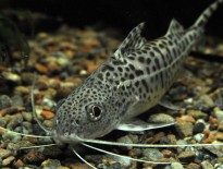 pimelodus-pictus-catfish-polka-dot-pictus-angelicus-catfish-information-pictus-catfish-for-sale-and-where-to-buy-aquaticmag-4-205x155-6072607