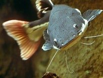 redtail-catfish-phractocephalus-hemioliopterus-red-tail-catfish-information-caresheet-redtail-catfish-for-sale-and-where-to-buy-aquaticmag-4-205x155-7201601