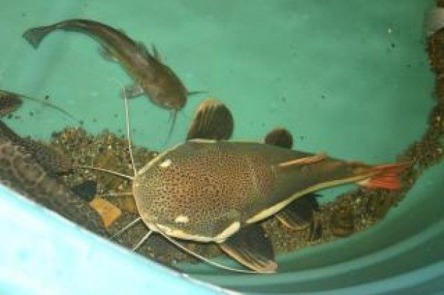 redtail-catfish-phractocephalus-hemioliopterus-red-tail-catfish-information-caresheet-redtail-catfish-for-sale-and-where-to-buy-aquaticmag-5-6413469