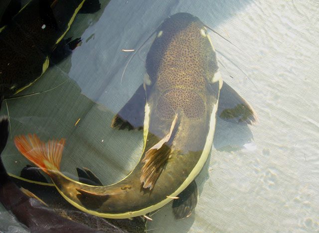 redtail-catfish-phractocephalus-hemioliopterus-red-tail-catfish-information-caresheet-redtail-catfish-for-sale-and-where-to-buy-aquaticmag-6-5868690