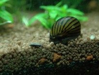 aquarium-snails-clean-up-crew-aquaticmag-205x155-5007948