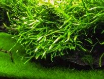 aquarium-plant-fertilizer-growing-green-leaf-aquarium-nicolg-ei-dosing-pps-pro-dosing-aquaticmag-205x155-1889874