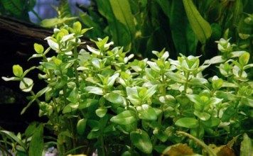bacopa-caroliniana-aquatic-plant-for-sale-and-where-to-buy-aquaticmag-356x220-9085842