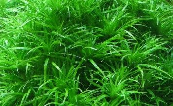 eriocaulon-compressum-aquatic-plant-for-sale-and-where-to-buy-aquaticmag-356x220-4301971