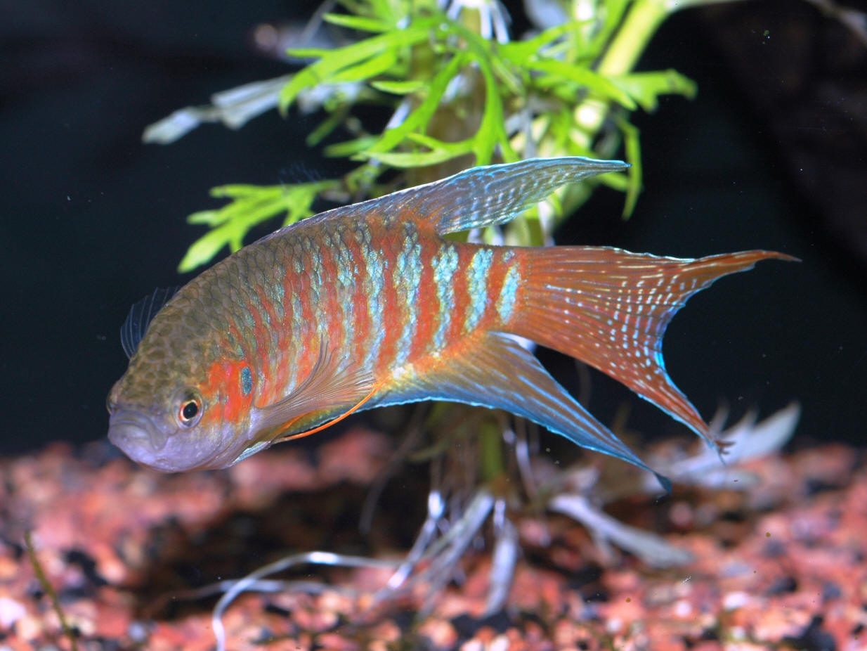 macropodus-opercularis-paradise-fish-information-care-breeding-food-paradise-gourami-for-sale-and-where-to-buy -2951844
