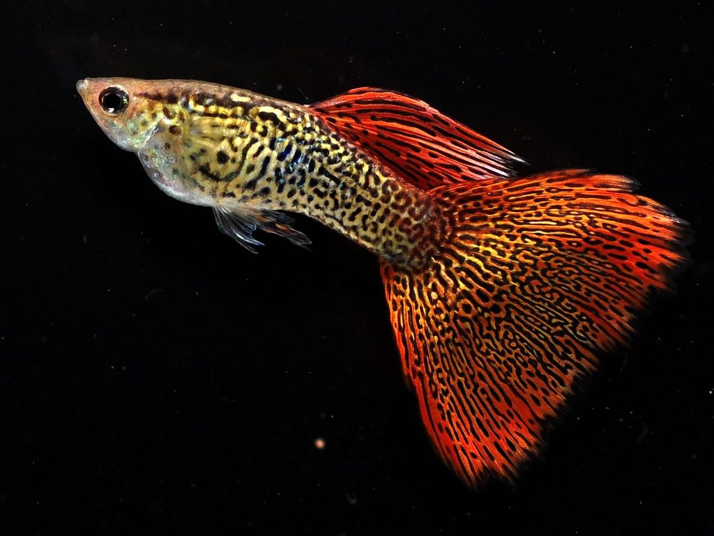 poecilia-reticulata-fancy-guppy-information-and-wiki-fancy-tail-guppy-for-sale-and-where-to-buy-aquaticmag-1-9384439