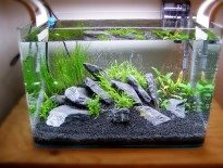 setting-up-your-own-basic-planted-aquarium-aquaticmag-205x155-2076585