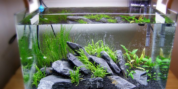 setting-up-your-own-basic-planted-aquarium-water-filled-aquaticmag-5547503